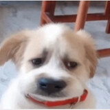 doushibentugou