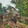 yaoyuandeyelang