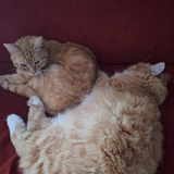 Ozzy&Tunio