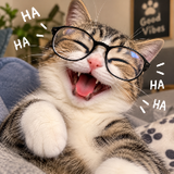 跳舞猫咪