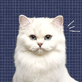 มะแงวงิงิ