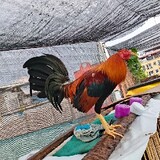 Brian James Luces An