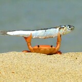 mohanzhi