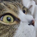 teakivyyt_04