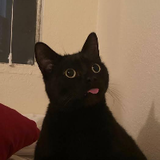 แมวดําตัวที่3