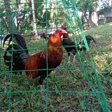 AAAgameyard