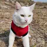 Meow Olympus