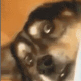 zhiらないのmigong