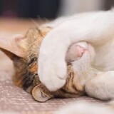 ___miao