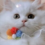 cocoshizhiaijiao___