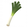 Small Leek