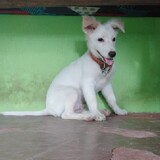 RosasPandan26