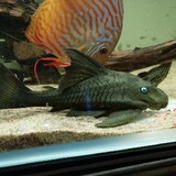 sashibalaguinian