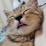 qixiaopengyoueeee