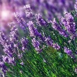 Twenty7Lavender