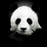 panda_bug