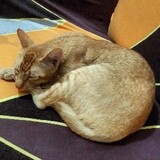 Syafiq Sahid
