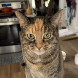 猫先生 (Māo Xiānshēng)