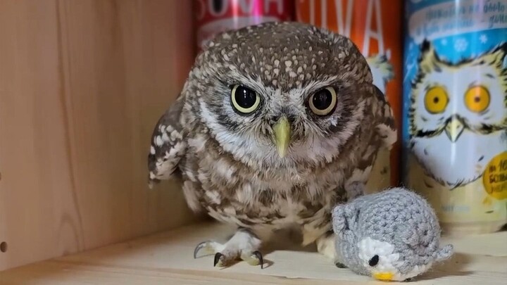 โคตรดุ! นกฮูกยังมาเป็นลูกจ้างวิ่งส่งของเลย!