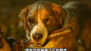 《野性的呼唤》狗子被拐卖，一路坎坷，最终逆袭，迎娶“白富美”！！！