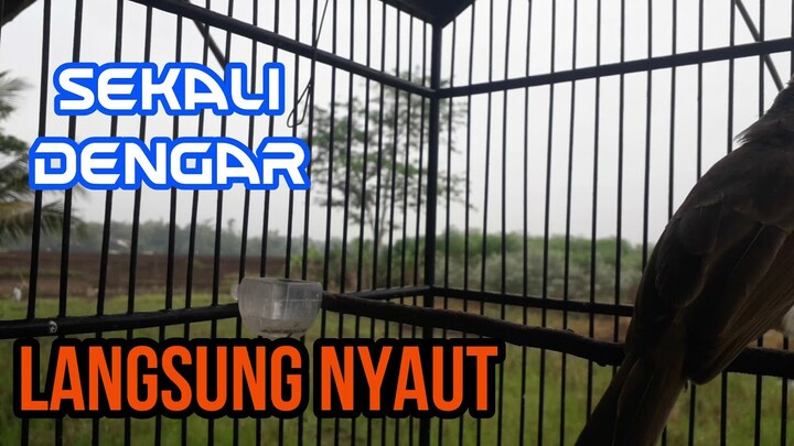 VIRAL!!! Suara Trucukan Sekali Dengar Langsung Nyaut