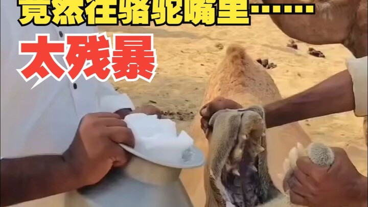 Aku adalah unta. Mencelupkan aku ke dalam air garam dengan penuh semangat sebenarnya sudah sangat ma