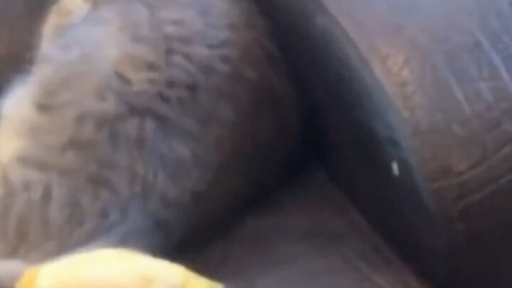 嫉妒使猫咪面目全非