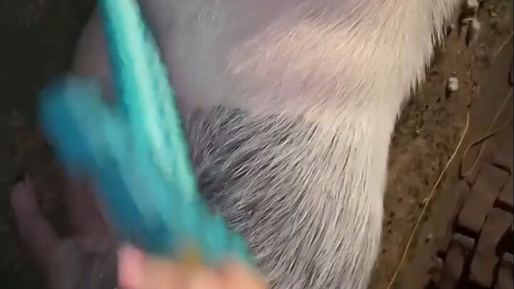 The little pig who loves being tickled enjoys it even more than your friend does.