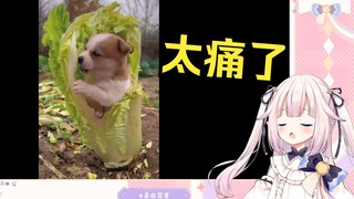 白菜看狗啃白菜 当场痛苦了起来