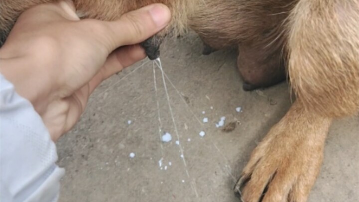 You’ve seen cows, but what about milk dogs?