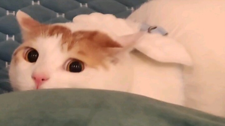 Drive the Kitty Car and Dominate!