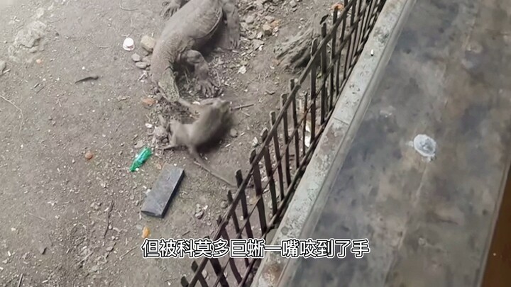 5只科莫多巨蜥吃猴子