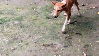 Dogs video 2025 funny