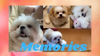 Why Dogs Are Man's Best Friend ! Memories Music Video  (Cute & Funny Dog Video)