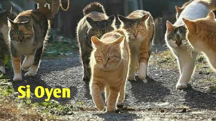 SI OYEN RAS TERKUAT DI MUKA BUMI