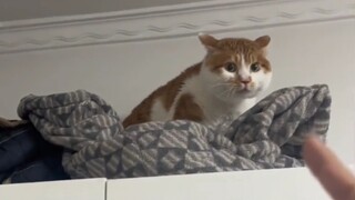 🐱: آه آه آه آه، هل تجمعني؟