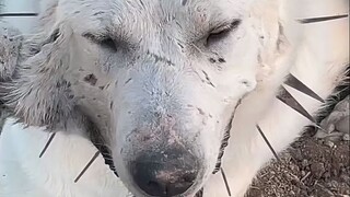 A dog without ears—did wolves eat both of its ears?