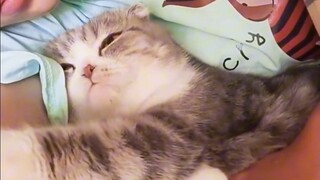 "Clingy Kitten"