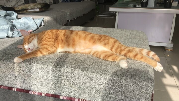 Kucing oranye bahagia yang menikmati sinar matahari, bahkan membalasmu dengan suara mendengkur seper