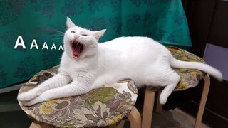 😂 Funniest Cats and Dogs Videos 😺🐶 || 🥰😹 Hilarious Animal Compilation №396