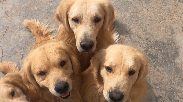 Immersive First-Person Dog-Feeding Experience