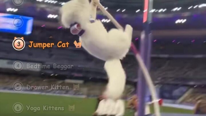 Animals Doing HUMAN Things That Make No Sense (Yoga, Pole Vault, Noodles)