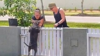 A little dog who likes to be patted on the head