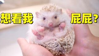 เม่นไม่เพียงแต่จะน่าลูบด้วยก้นเท่านั้น แต่ยังสามารถเจริญเติบโตได้หากคุณให้อาหารแก่มัน!