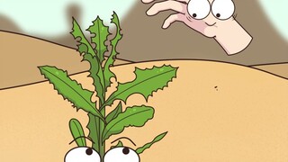 这毒莴苣虽然不能吃，但能指明方向