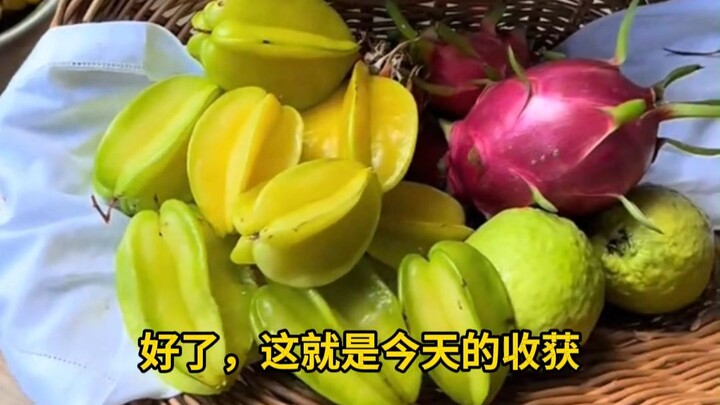 Cùng anh chàng đến vườn trái cây của anh ấy hái: bơ, thanh long, khế, ổi… Những thứ ăn không hết thì