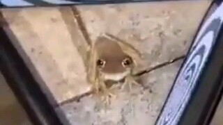 Trying to hypnotize a frog