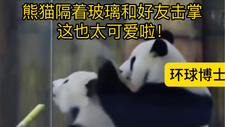 الباندا يضرب الكف مع صديقه عبر الزجاج، يا له من أمرٍ لطيف!