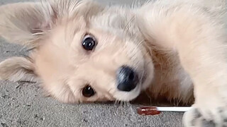 جرو محب للطعام اشتريته بعشرين يوانًا