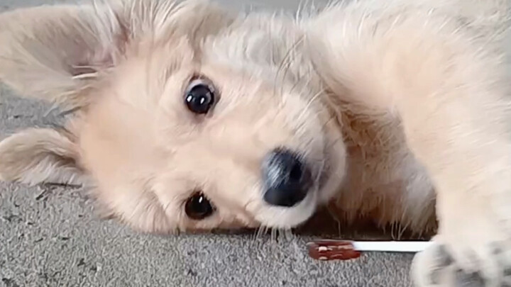 Anak anjing rakus yang dibeli seharga 20 yuan